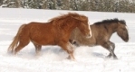 curly american horse