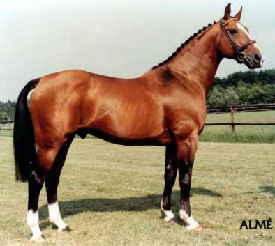 cheval hanovrien