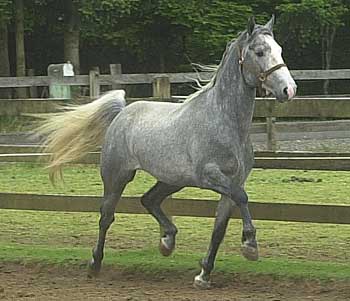 cheval lipizzan