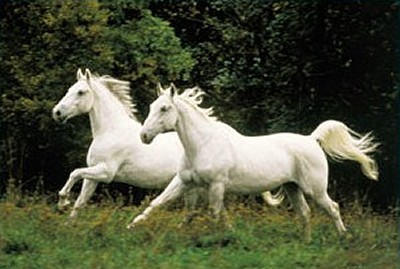 lipizzan