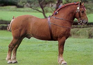 suffolk punch