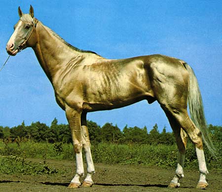 akhal teke