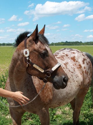 appaloosa