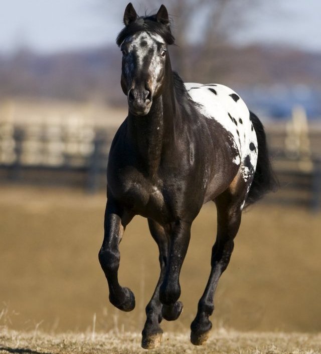 appaloosa