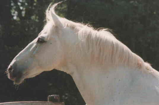 cheval barbe