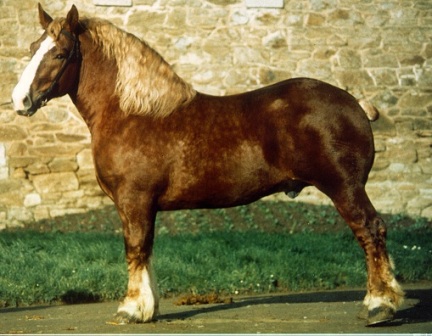 cheval de trait breton