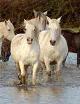 camarguais