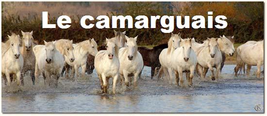 camarguais