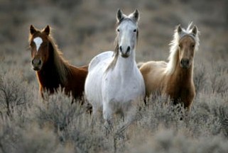 cheval australien