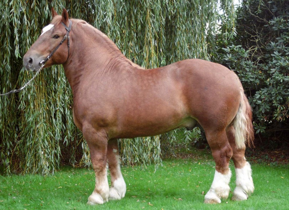 cheval de trait breton
