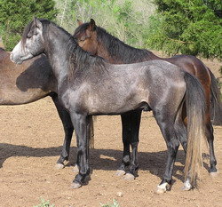 cheval de la caspienne