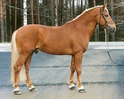 cheval finlandais