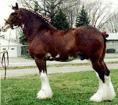 clydesdale