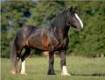 clydesdale