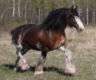 clydesdale