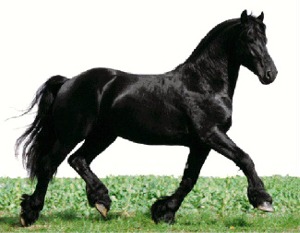 frison