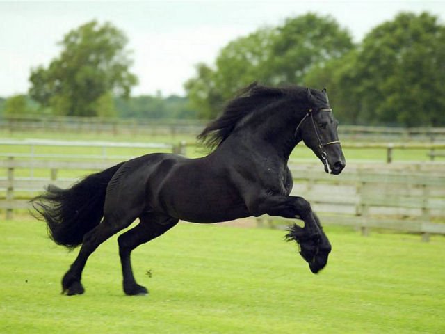 frison