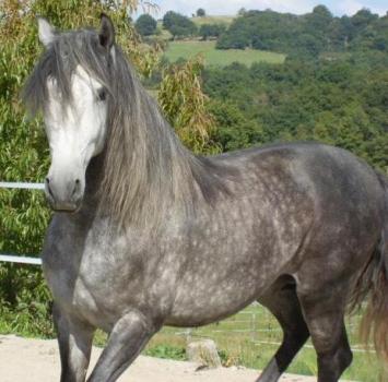 cheval lusitanien