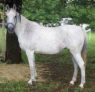 missouri fox-trotter horse