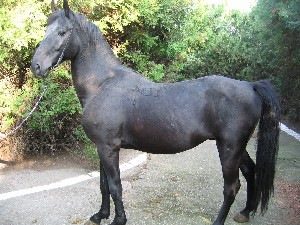 cheval nonius