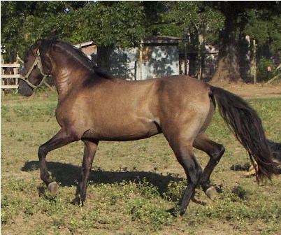 paso fino