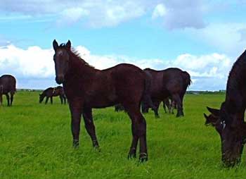 percheron