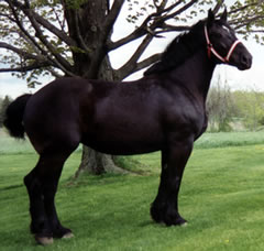 percheron