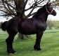 percheron