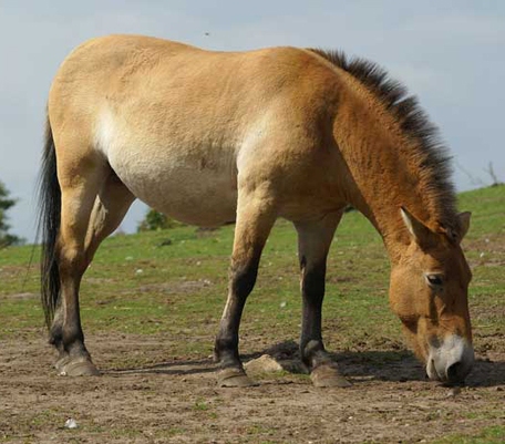 przewalski