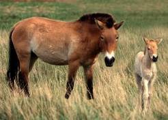 przewalski