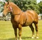 suffolk punch