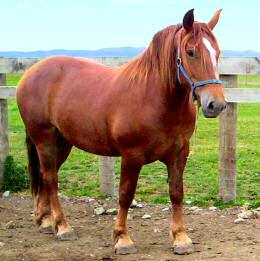 suffolk punch