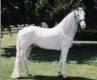 tennessee walking horse