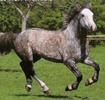 cheval de trait irlandais