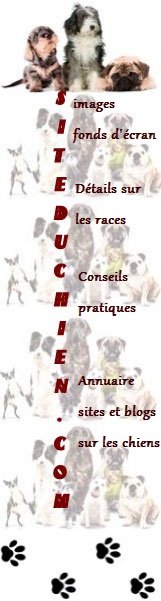 siteduchien.com